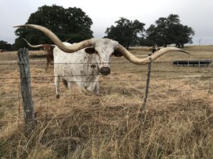 Go L-O-N-G horns!