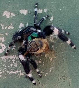 Spider Attack