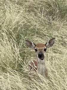 Curiosity