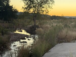 Morning on the creek