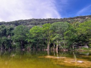 Roots in the Water
