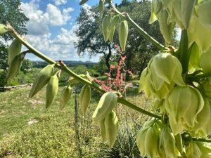 Glorious Yuccas