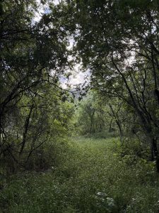 Riparian Morning
