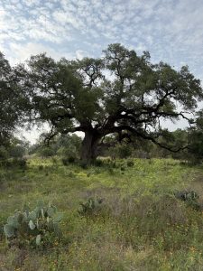 Live Oak of the Lands