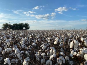 High Cotton