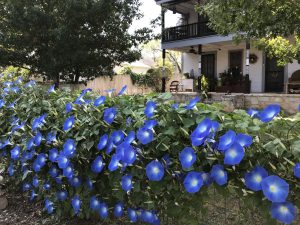 Morning Glory!