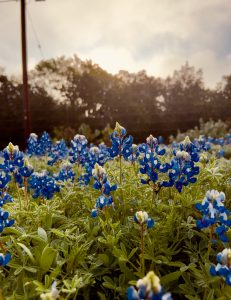 Bluebonnets