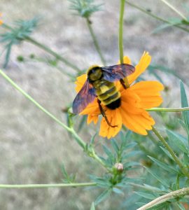 Bumble Bee loving the Yellow Bell
