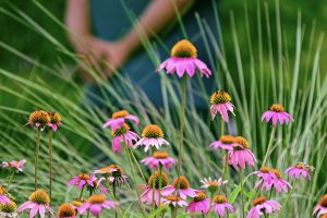 Into the Wildflowers