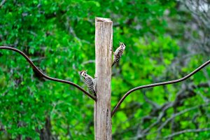 Woodpecker Dancing