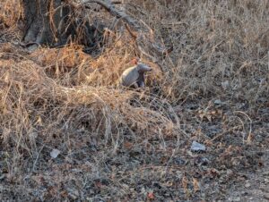 My First Armadillo