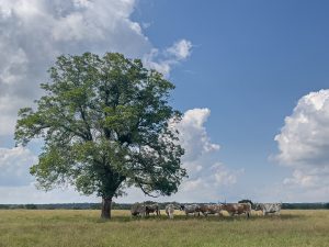 Longhorns Seeking Shade