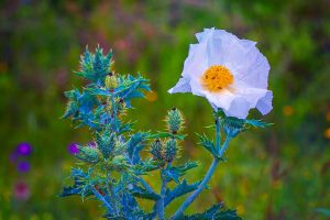 Lonely Poppy