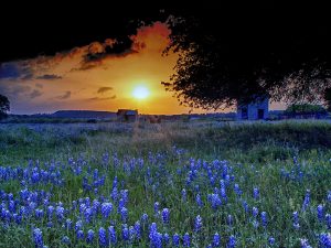 Sunset at the Bluebonnet House