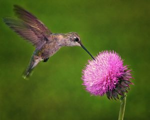 Hummingbird on a thistle
