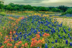Profusion of Wildflowers
