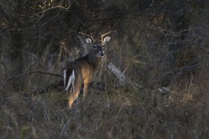 Whitetail Lookbuck