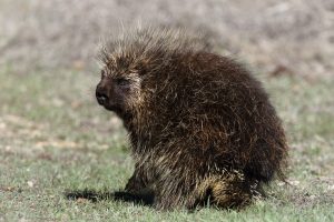 Porcupining