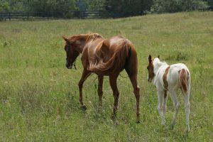 Mom and Colt in Pasture