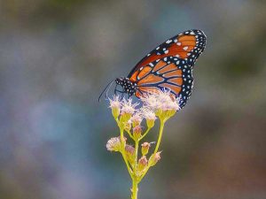 Monarch in Brillant Color