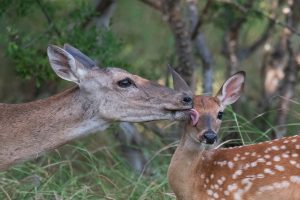 A Mother\'s Kiss