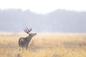 Whitetail in the fog