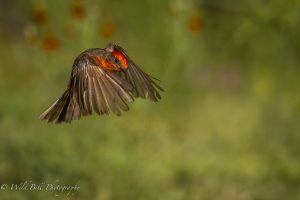 Vermillion in flight