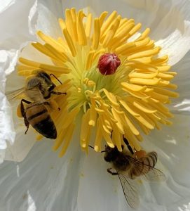 Cactus Bees