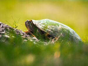 Nesting Slider