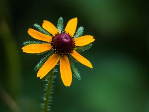 Susan’s Beauty