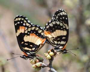 Spring has Arrived