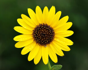 Common Sunflower