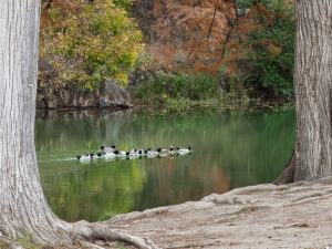 Autumn on the River