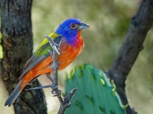 Painted Bunting Beauty