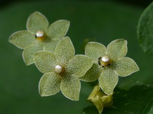 Nature\'s Jewels
