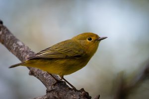 Yellow Warbler