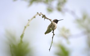 Black-Chinned Hummingbird