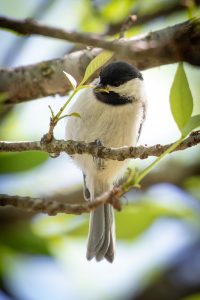 Carolina chickadee