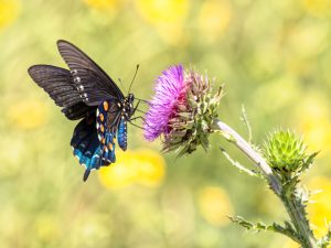 Pipevine Swallowtail Sipping Nectar