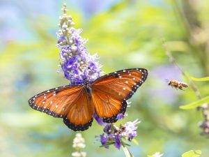 Photobombed Queen Butterfly