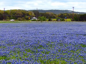 RR12 Field of Bluebonnets