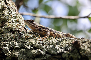 RUSTY LIZARD