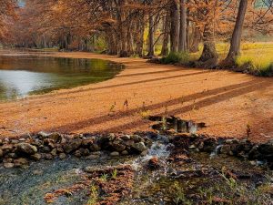 Crescent blanket of cypress leaves