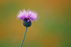 Texas Thistle