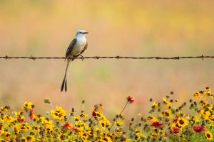 Scissortail Flycatcher and wildflowers