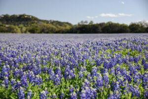 Sea of Bluebonnets
