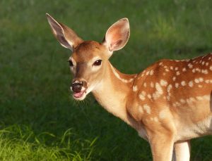 Sneer\'s Final Fawn