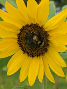 Sunflower with Bee Nature