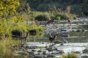 The North Llano brings life
