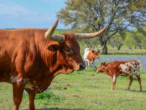 Meet The Longhorns